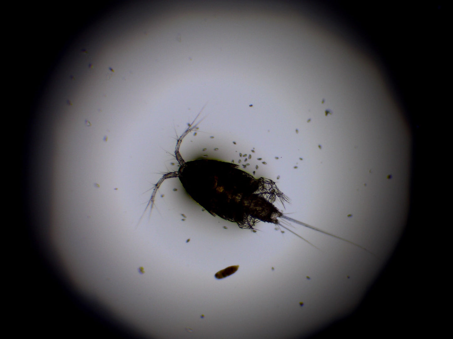 Singe Species Copepod 16oz