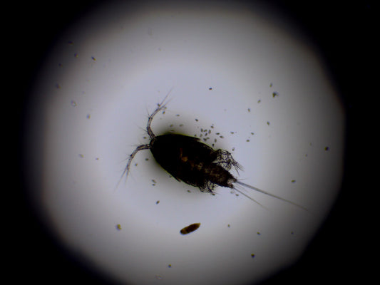 Singe Species Copepod 16oz