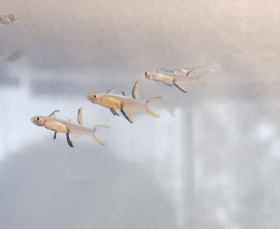 Pseudomugil cyanodorsalis (Neon Pacific Blue Eye)