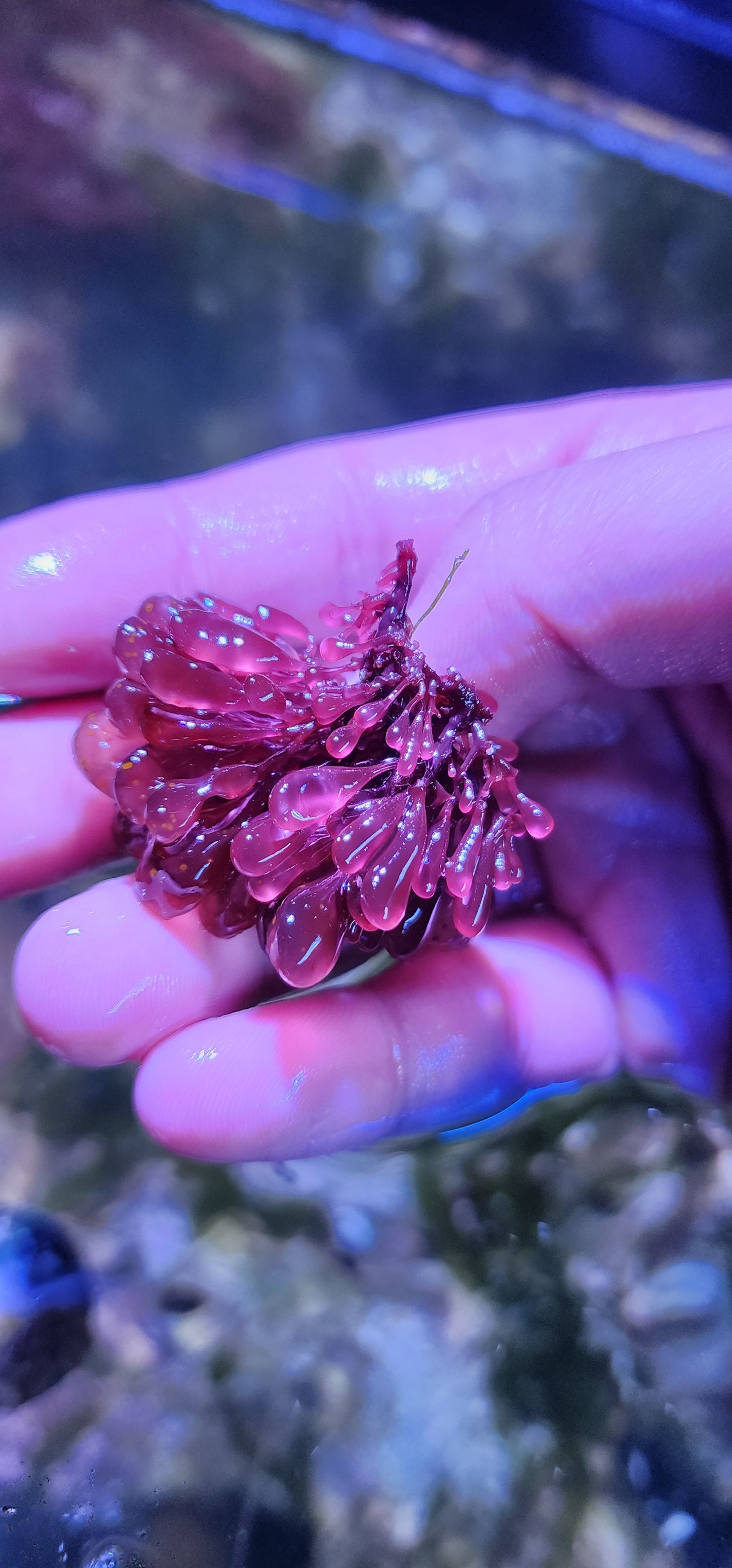 Botryocladia Skottsbergii