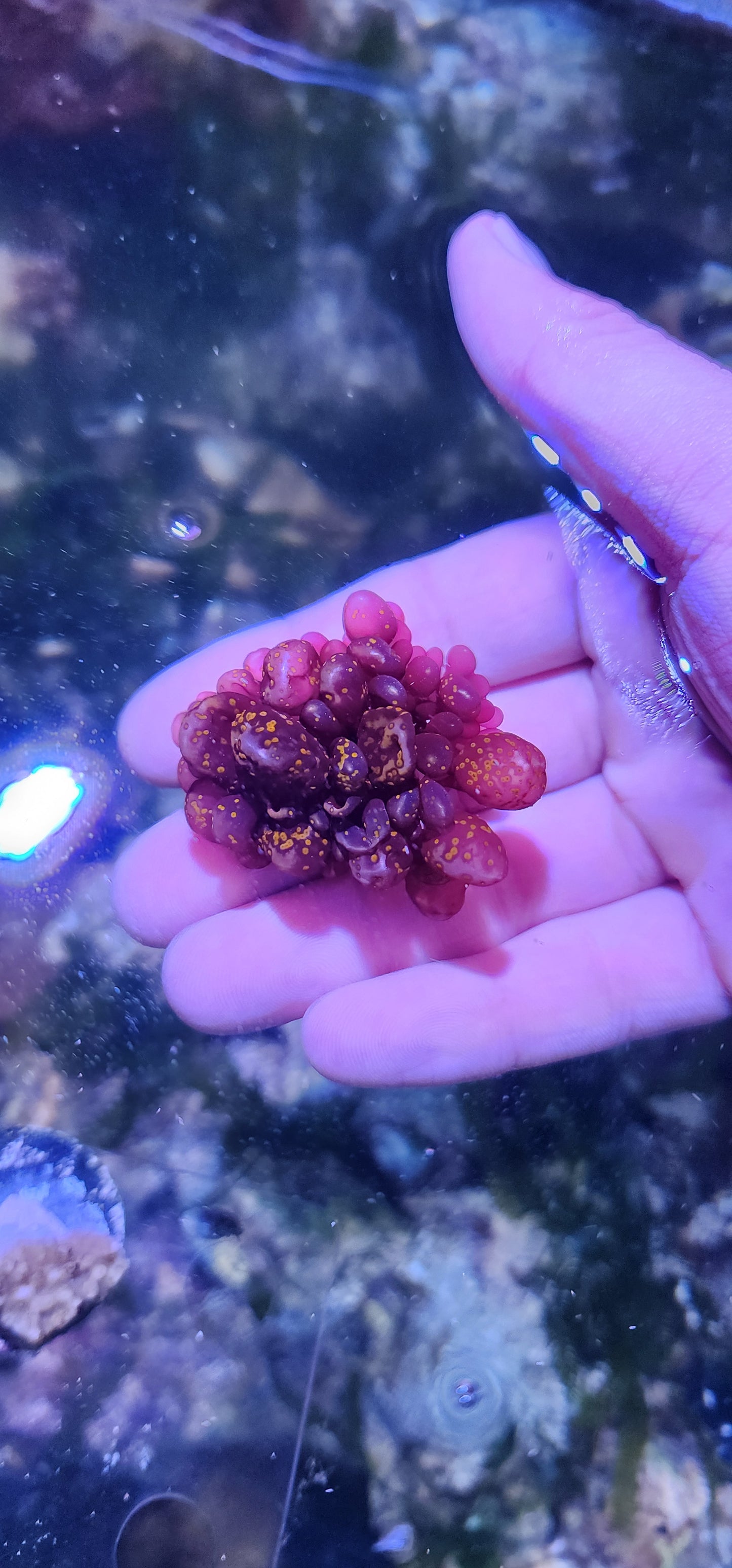 Botryocladia Skottsbergii