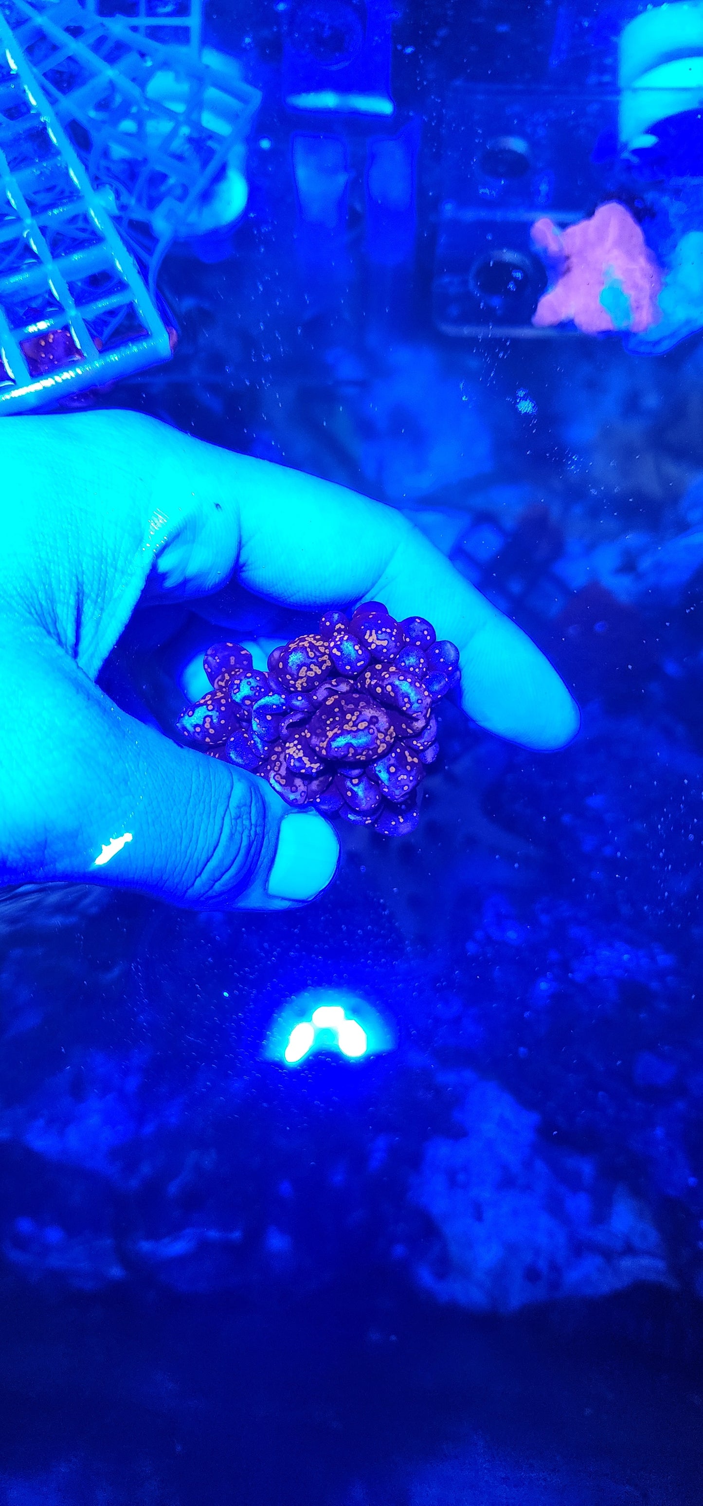 Botryocladia Skottsbergii