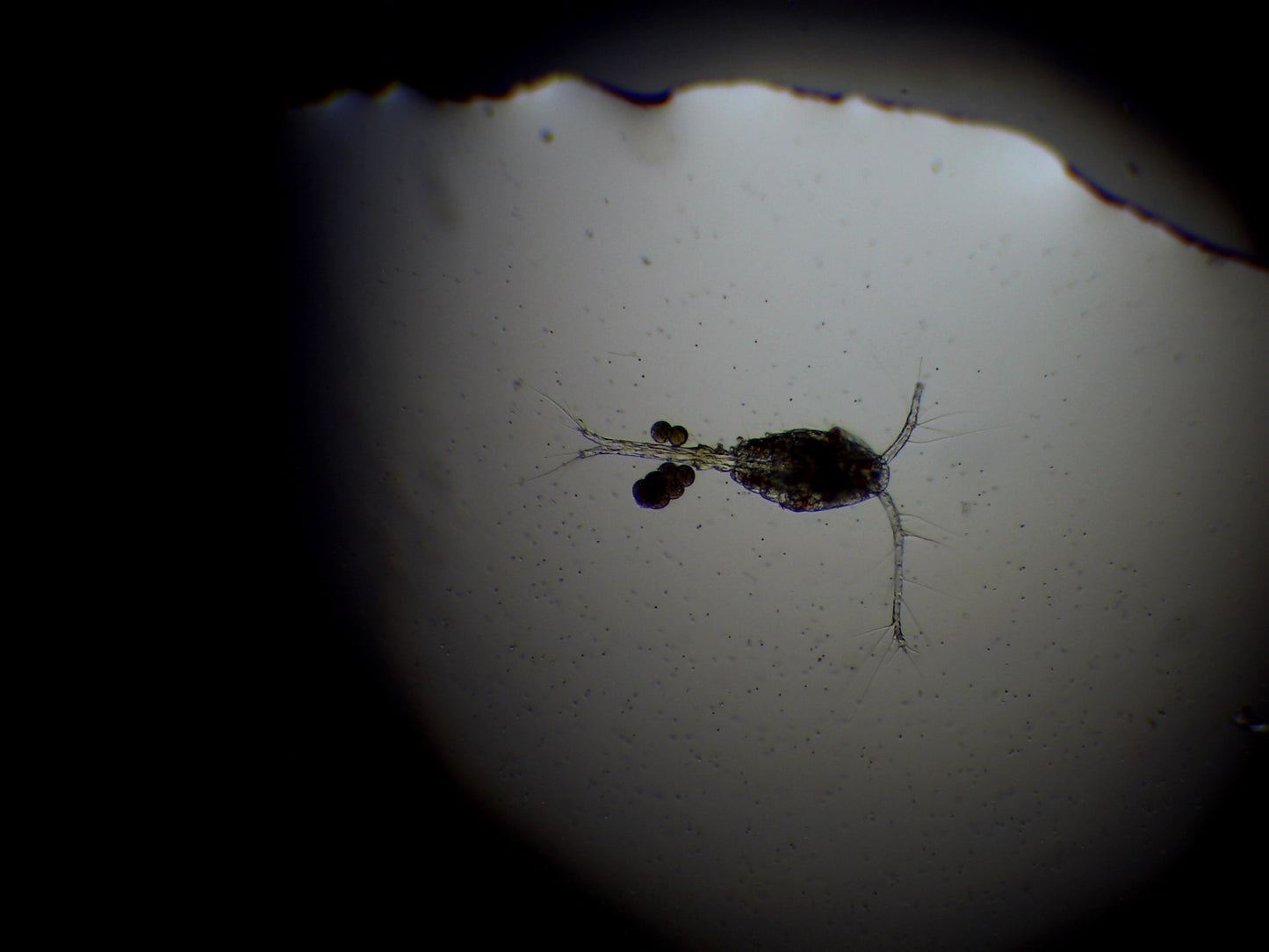Benthic Copepod Blend