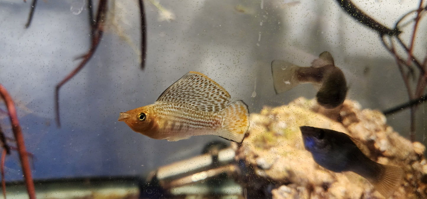 Poecilia velifera (X)