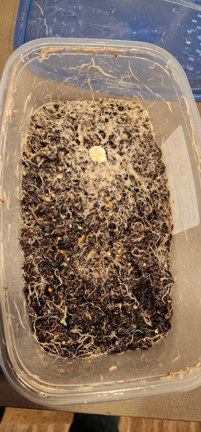 Enchytraeus albidus