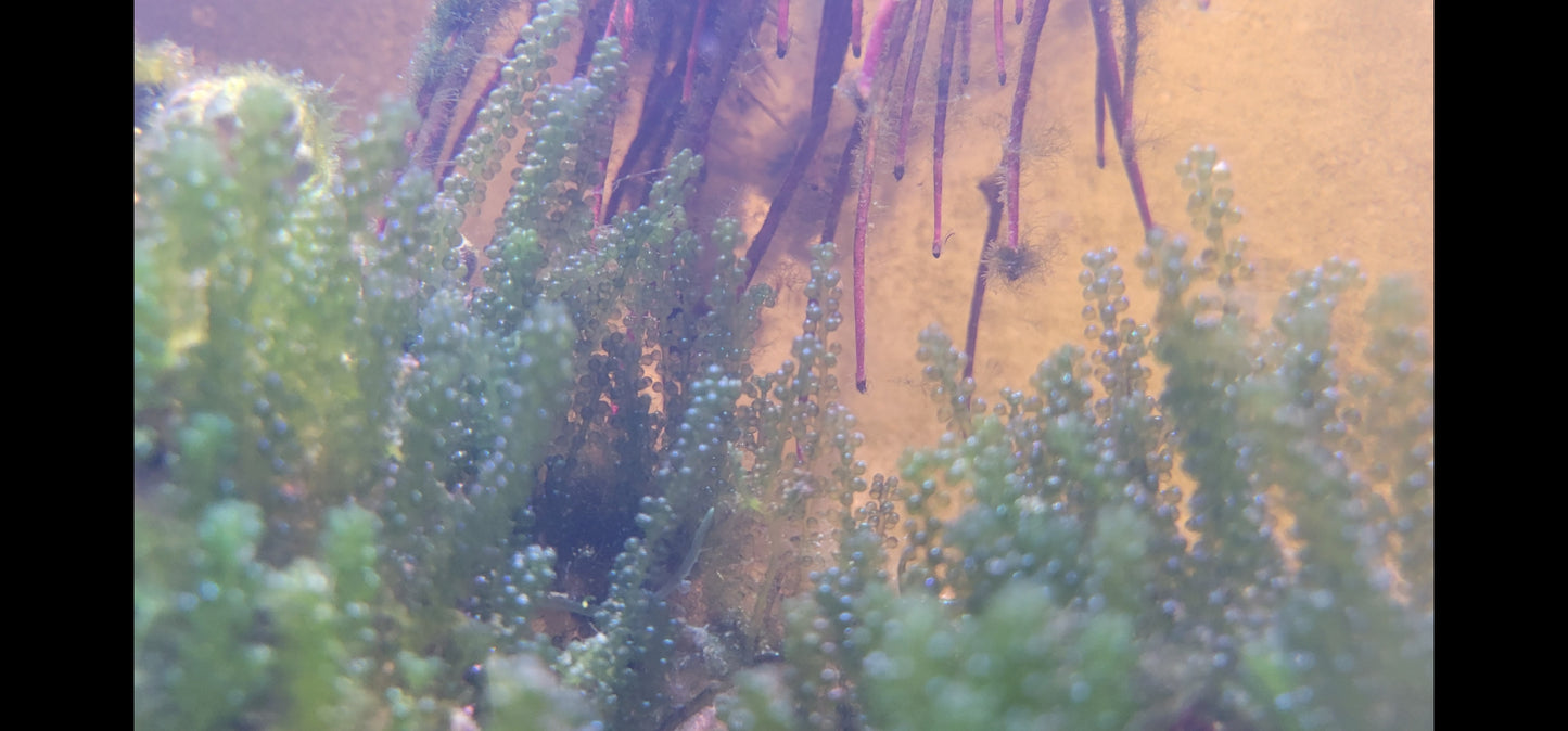 Caulerpa lentillifera