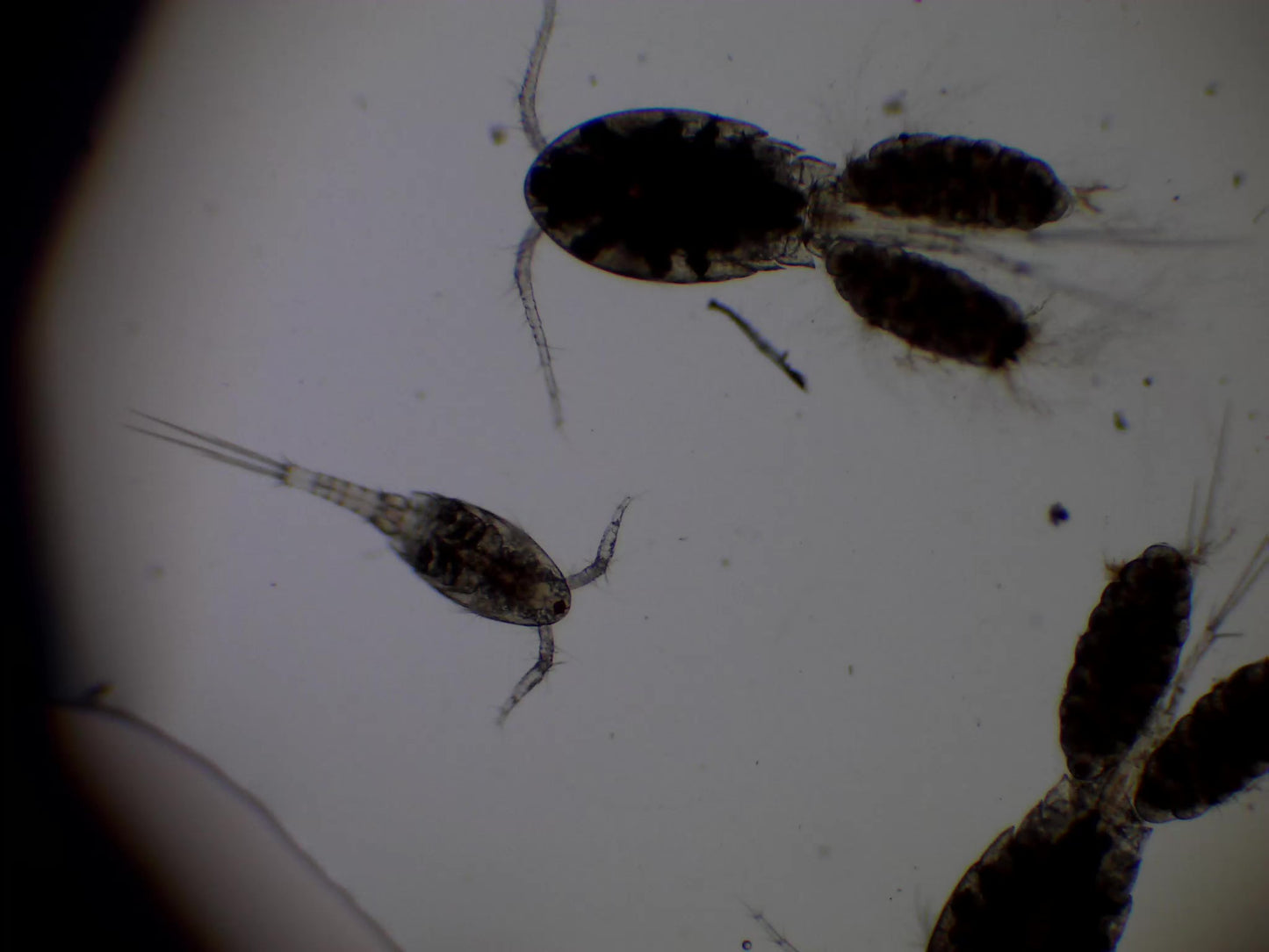 Benthic Copepod Blend