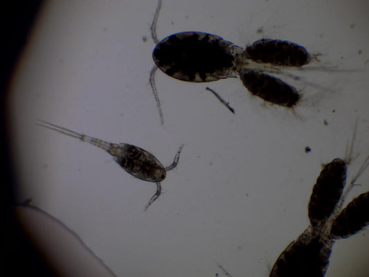 Benthic Copepod Blend