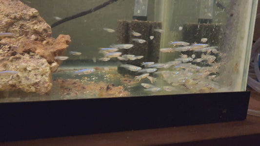 Pseudomugil cyanodorsalis (Neon Pacific Blue Eye)