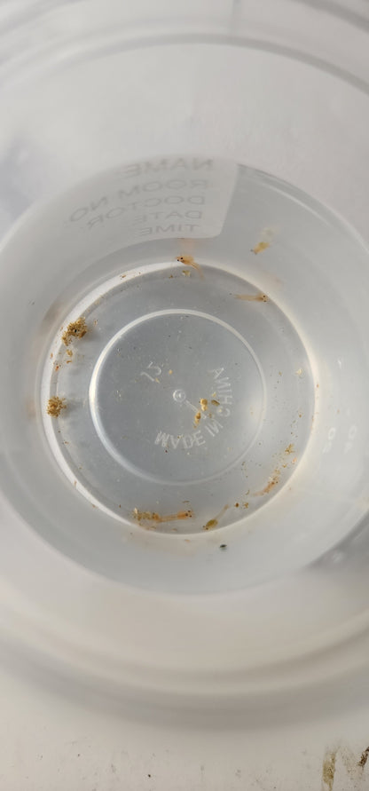 Reef Mysid Shrimp
