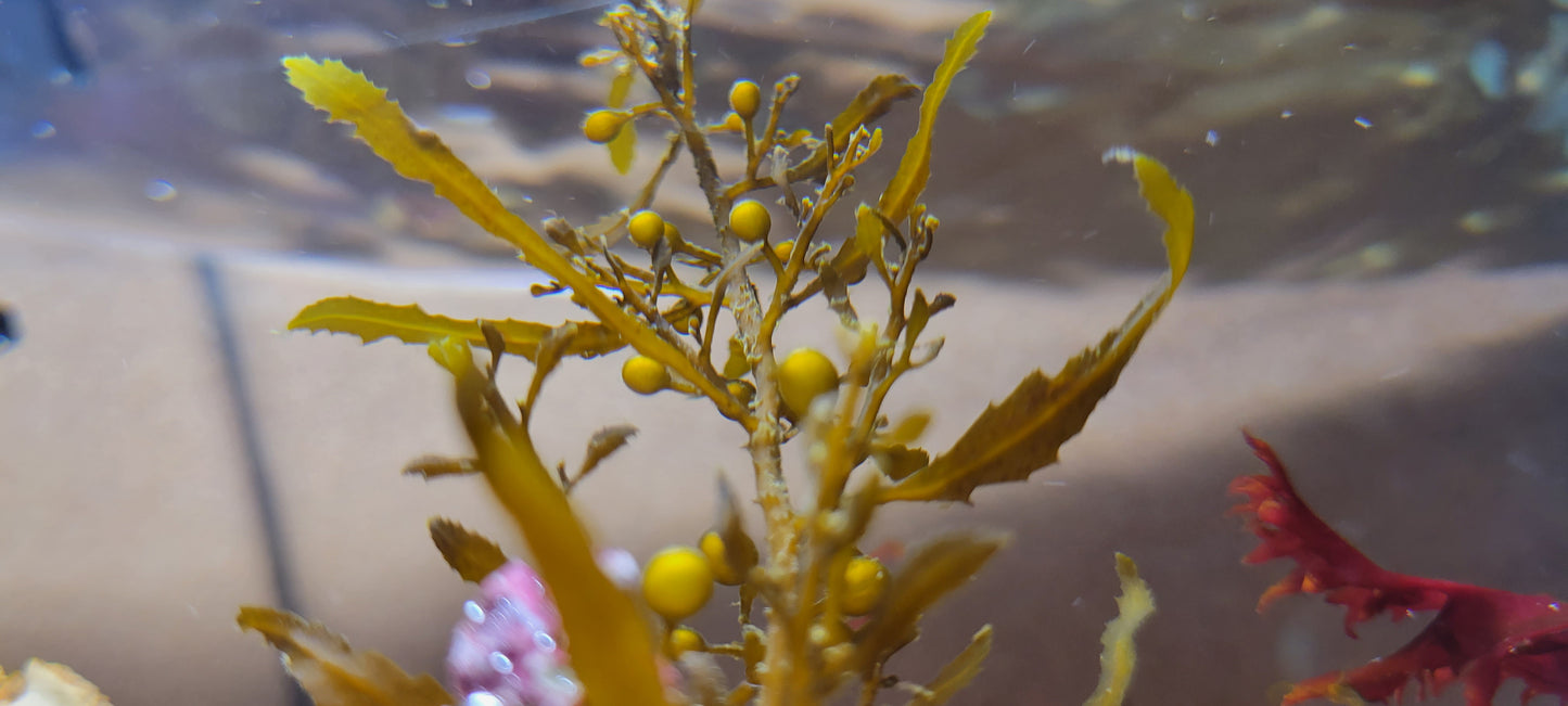 Sargassum sp.