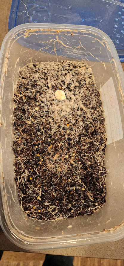 Enchytraeus albidus